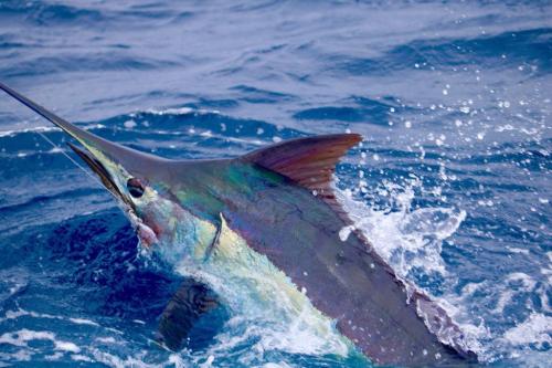 Costa Rica Fishing Charters
